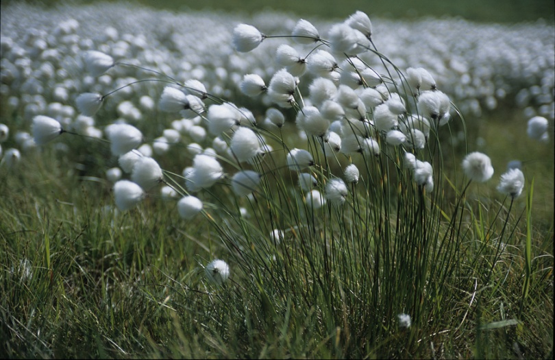 Wollgras