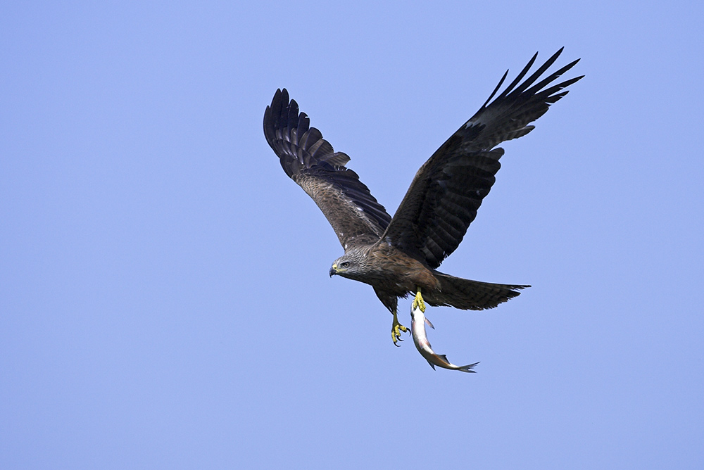 Schwarzmilan (Milvus migrans)...