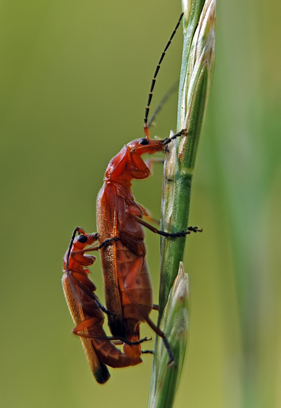 Weichkäfer