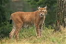 Luchs ZO