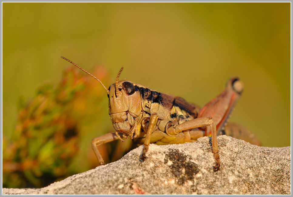 Gewöhnliche Gebirgsschrecke (Podisma pedestris)