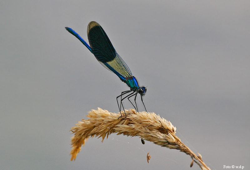 Gebänderter Prachtlibelle