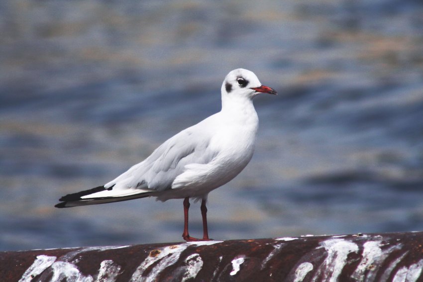 Möwe in Berlin