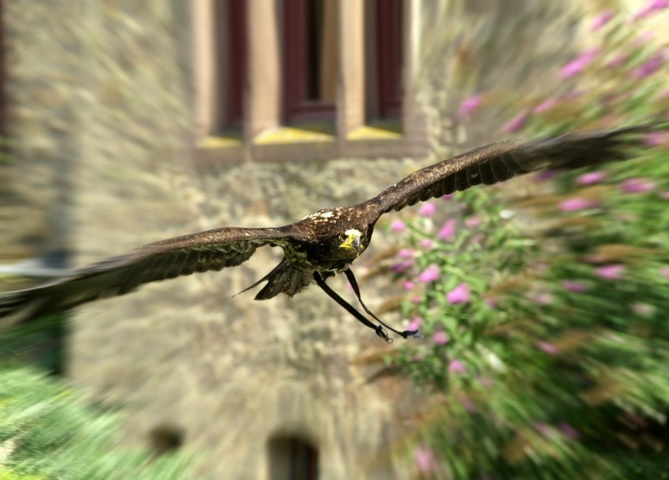 Junger Weißkopfseeadler im Anflug,  ZO, EBV