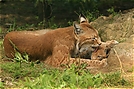 Luchs