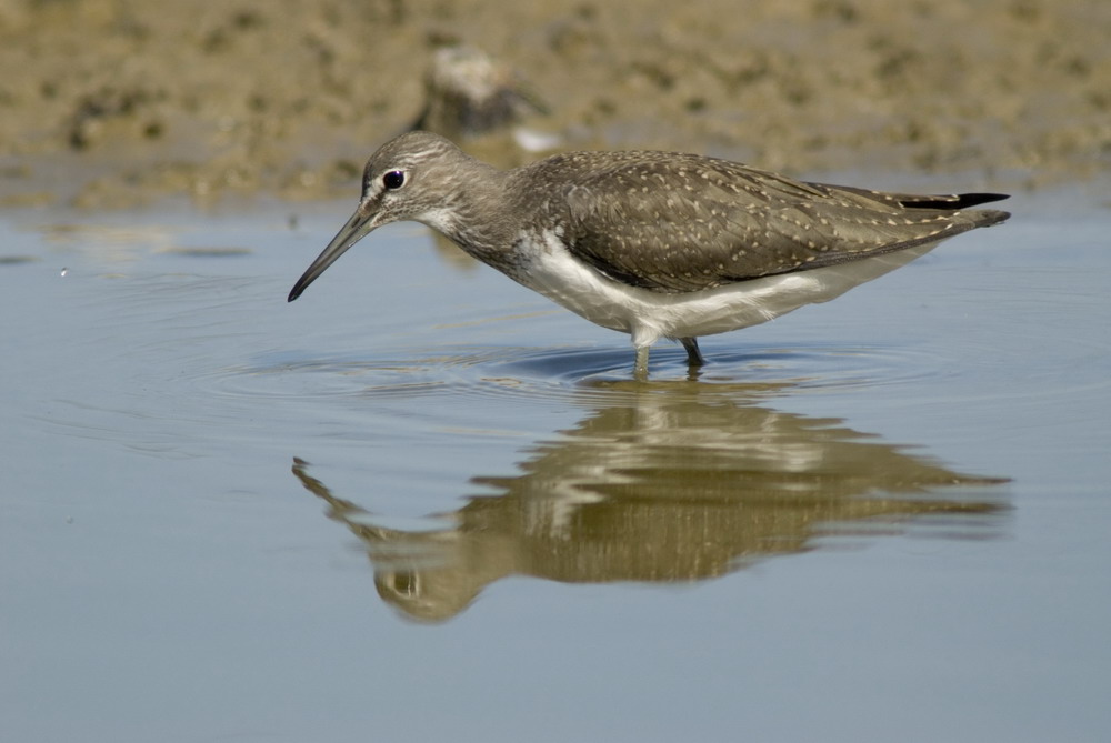 Waldwasserläufer