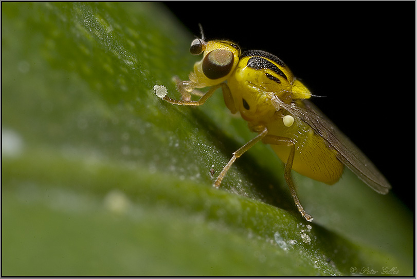 Halmfliege (Familie Chloropidae, Unterfamilie Chloropinae [ND]