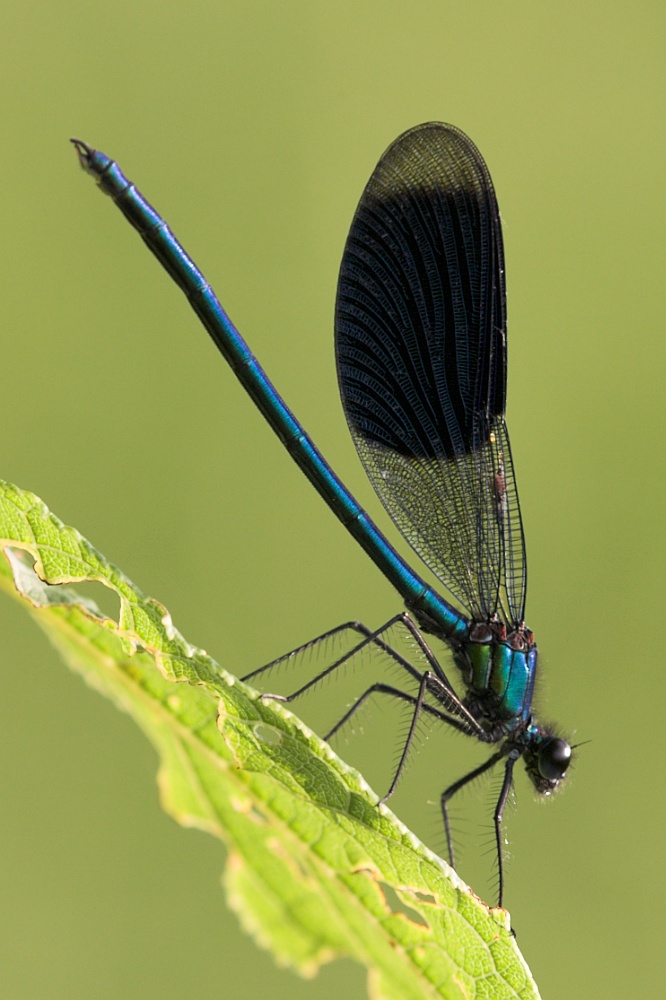 Gebänderte Prachlibelle (Calopteryx splendens )