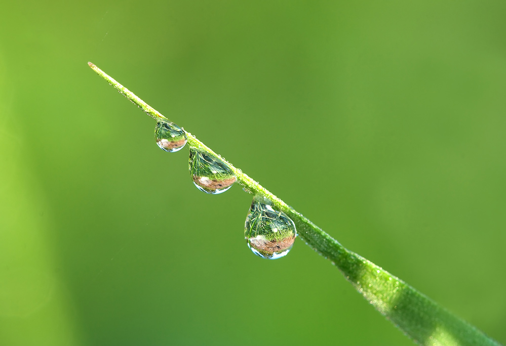 Tropfen (Forum für Naturfotografen)