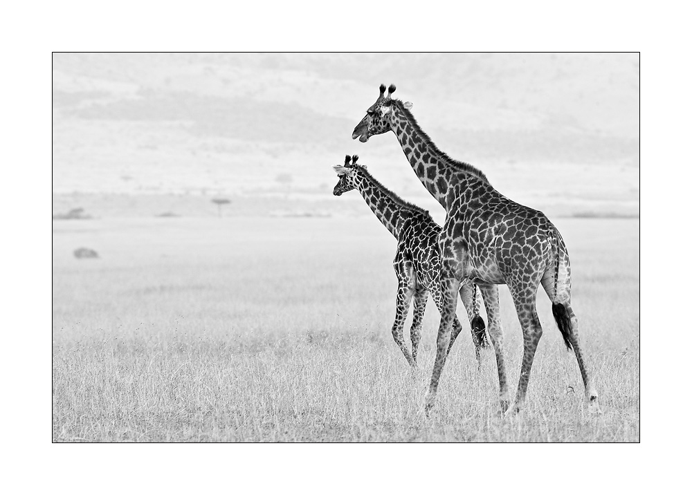 Giraffe im Doppelpack (ND)