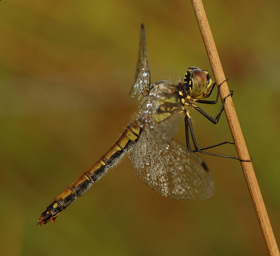 schwarze Heidelibelle