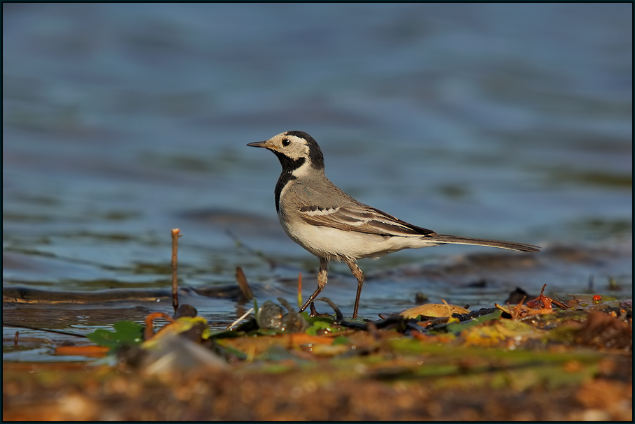 Bachstelze (Motacilla alba)