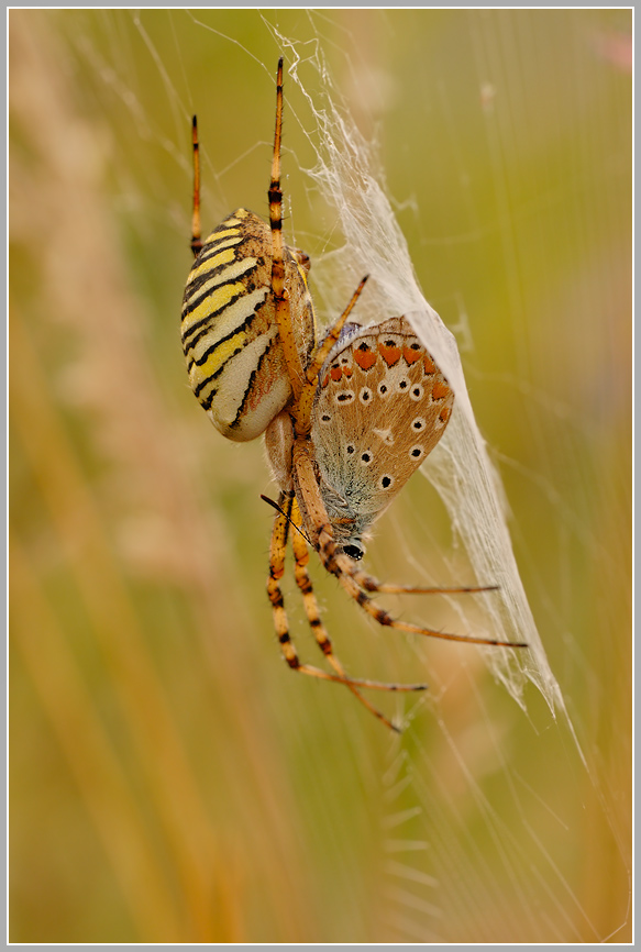 Wespenspinne (Argiope bruennichi)