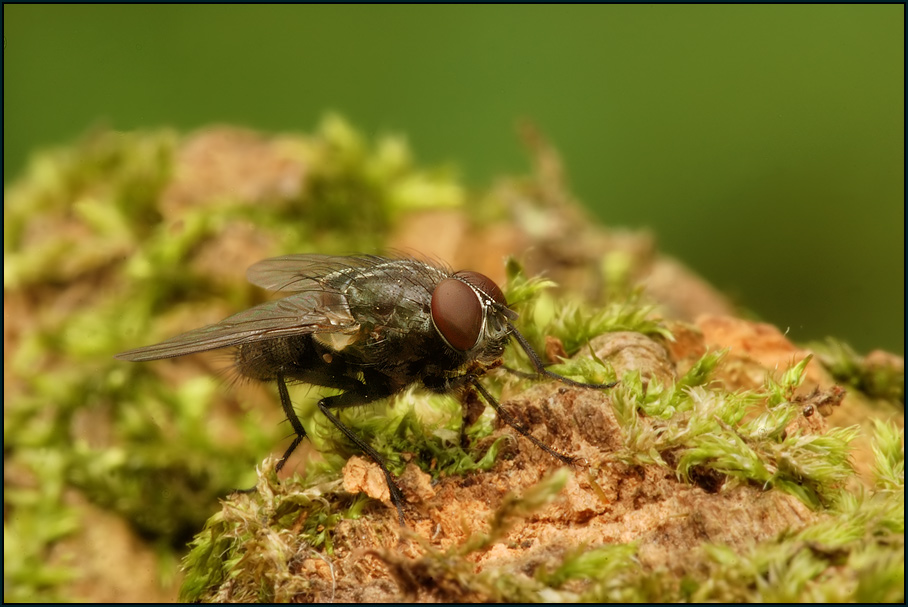 Graue Fleischfliege (Sarcophaga carnaria)