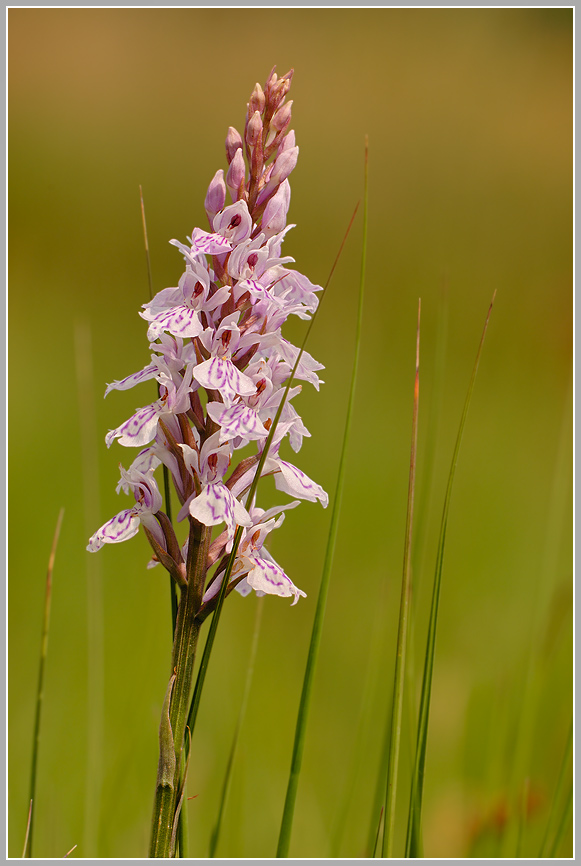 Geflecktes Knabenkraut (Dactylorhiza maculata)