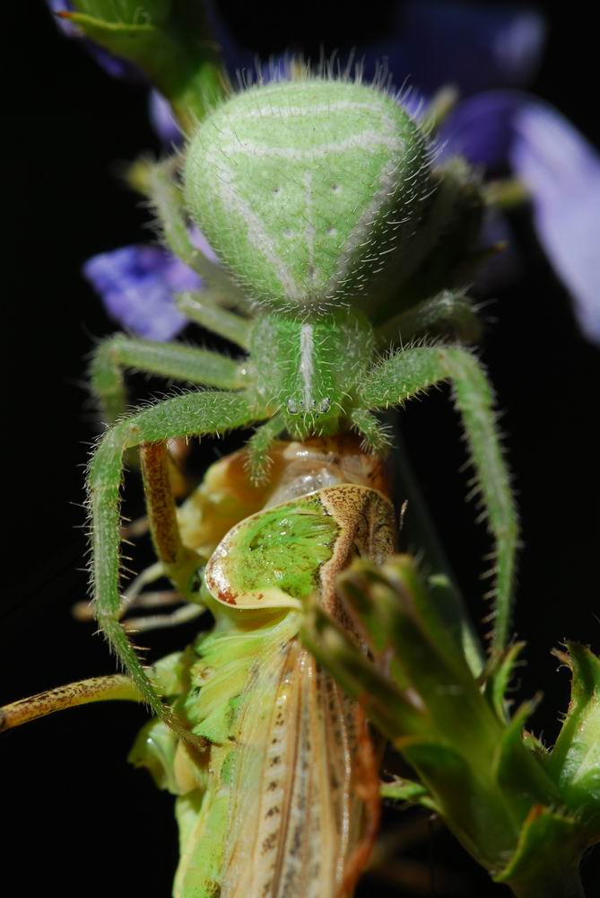 Krabbenspinne erbeutet Heuschrecke