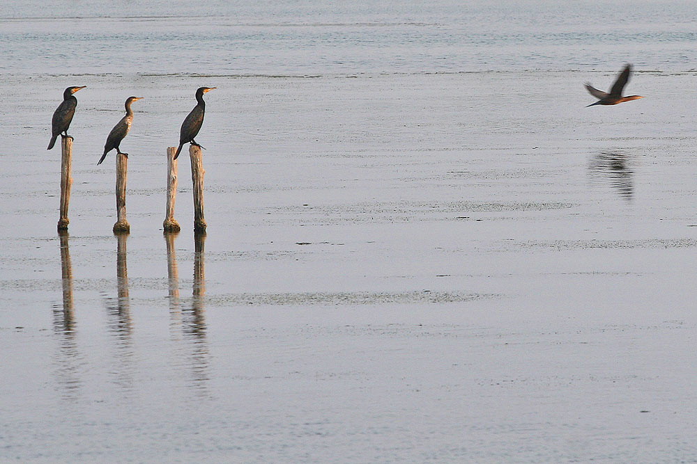 The Spectators