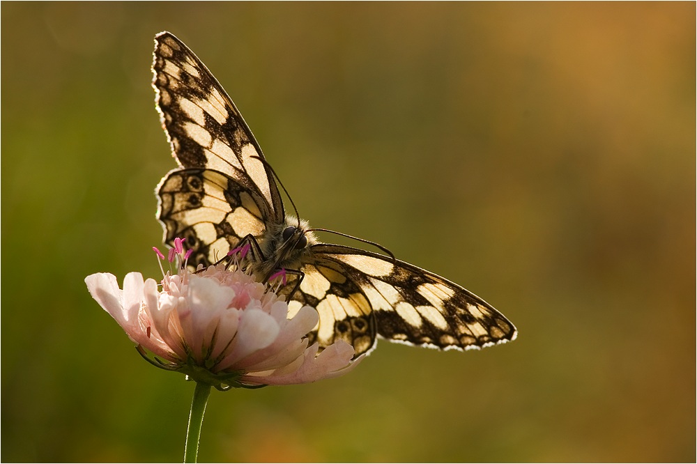 Schachbrettfalter (Melanargia galathea) ND