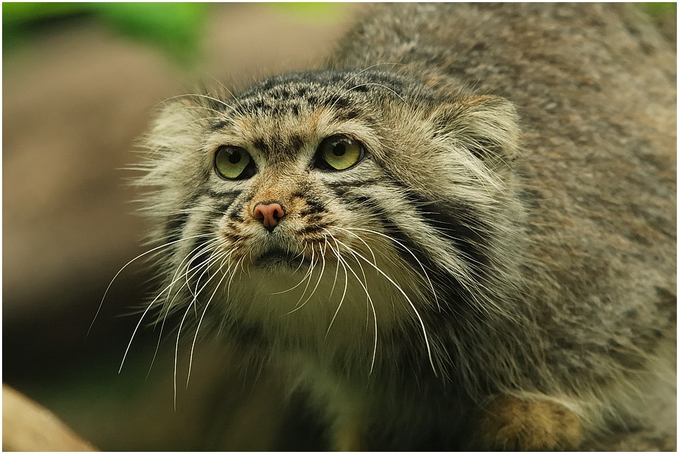 Felis manul (ZO)