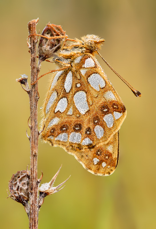 Silbriger Perlmuttfalter [ND]