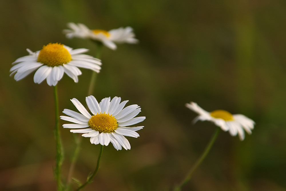 Blüte