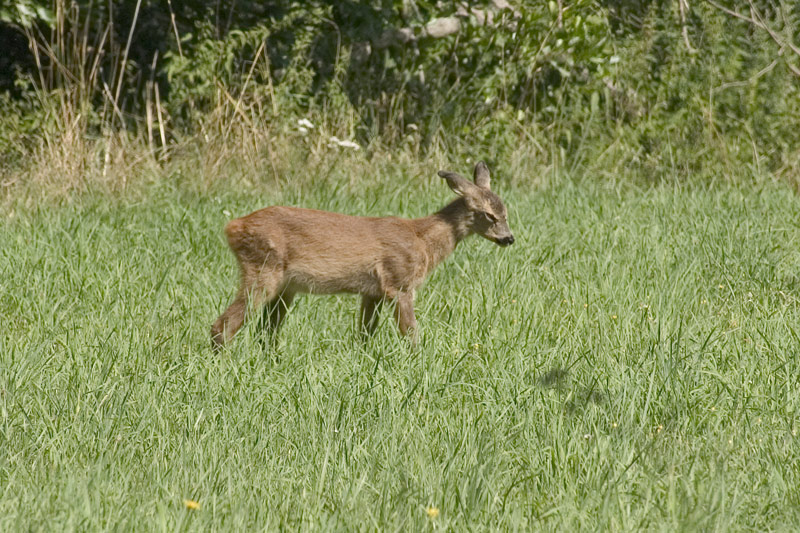 Rehkitz (Capreolus capreolus) ND