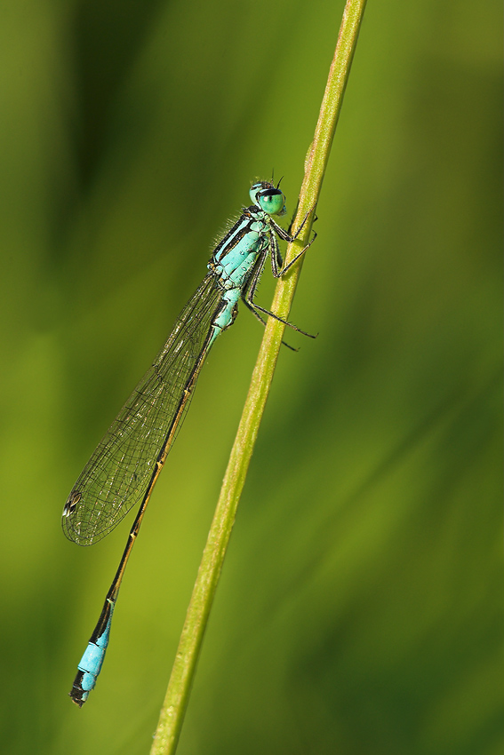 Große Pechlibelle (ND)