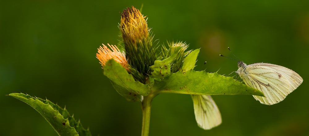 Panorama mit Blüte und zwei Weisslingen