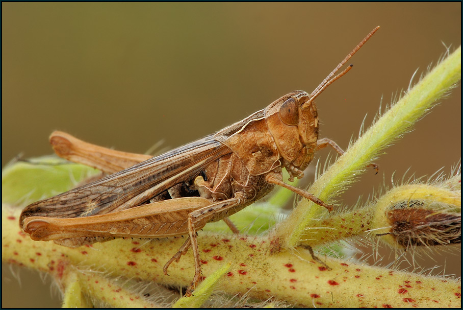 Braune Grashüpfer (Chorthippus brunneus)