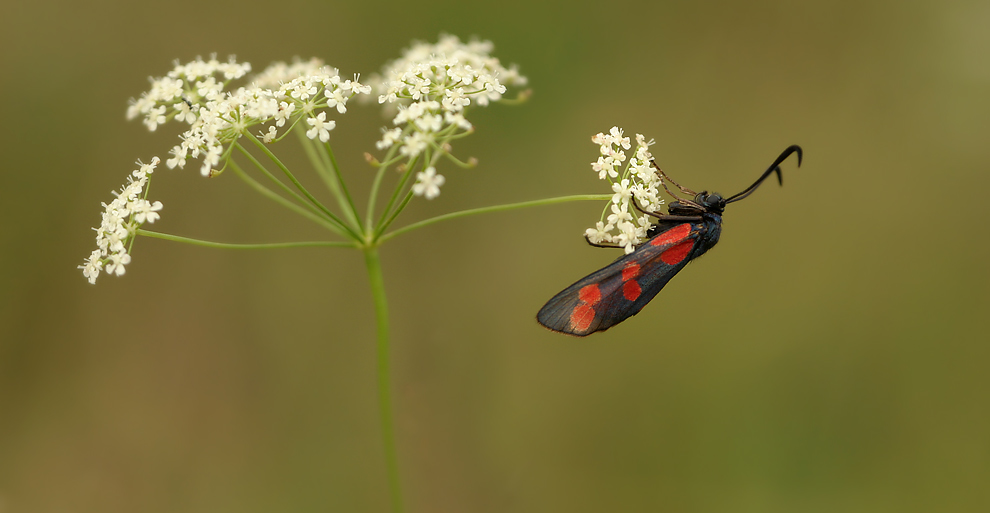 Widderchens Sommertraum