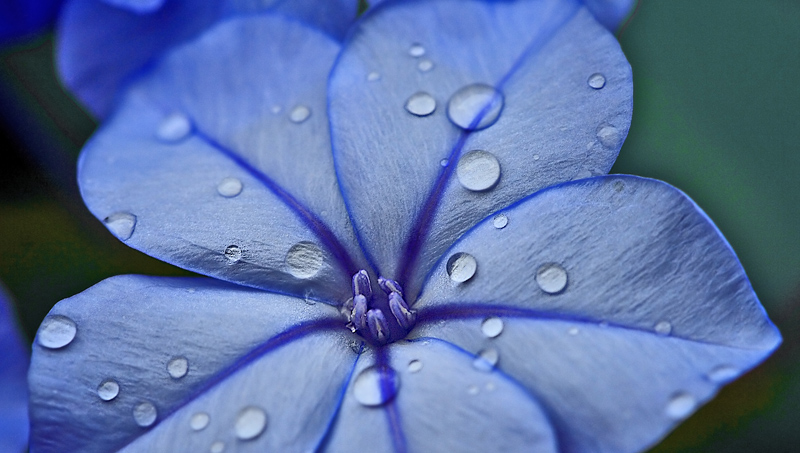 Blau [ND]