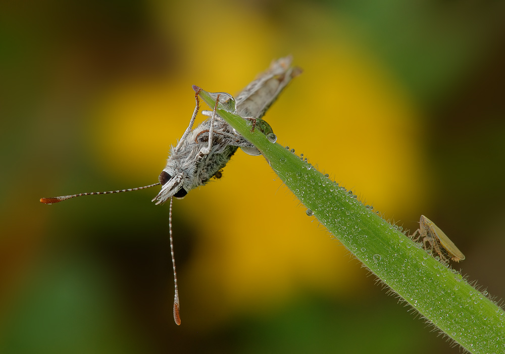 Schmetterlind und Zikade