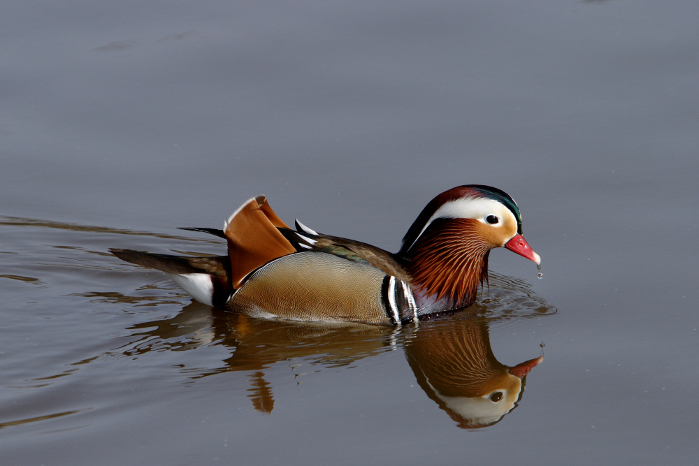 Mandarinente  ZO