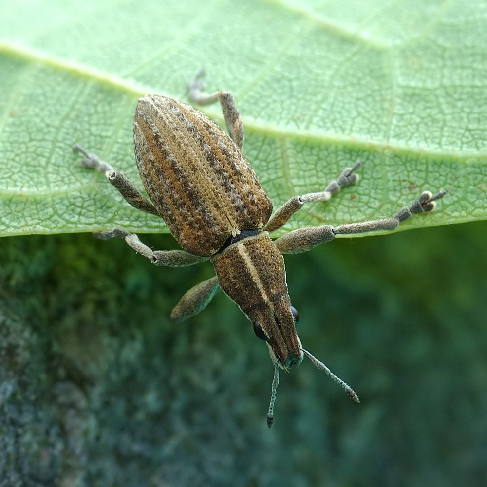 Am Blattrand sitzender Käfer