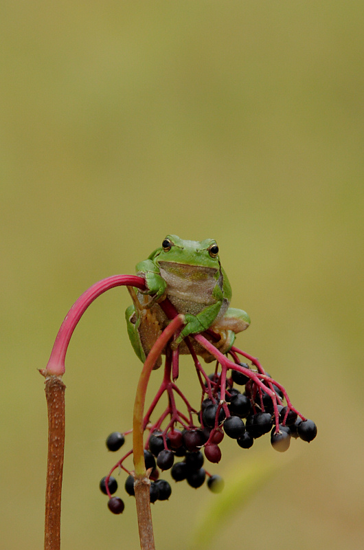 Laubfrosch  ND