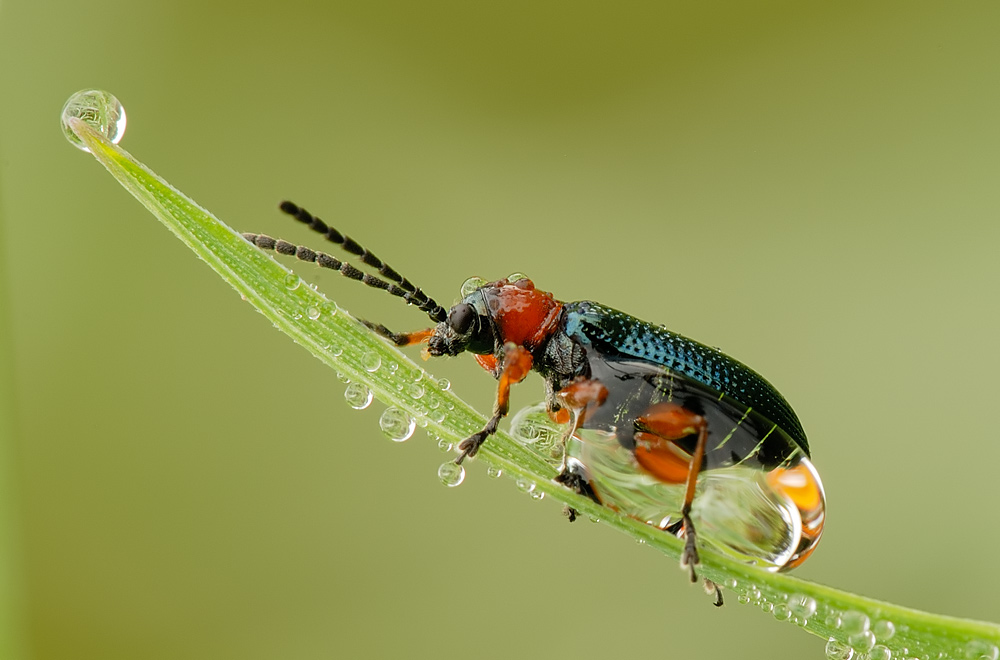 Käfer im Morgentau