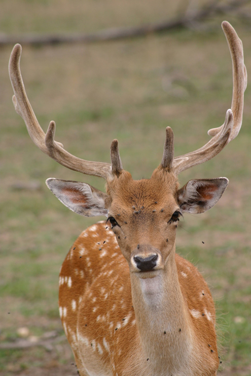 Junger Damhirsch in Bast (Dama dama)