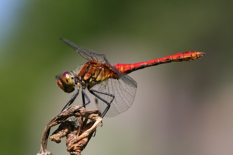 Sympetrum sanguineum ND