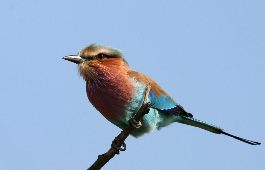Lilac breasted roller
