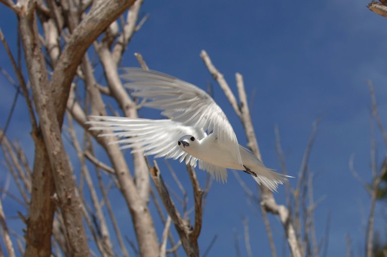Fairy Tern ND