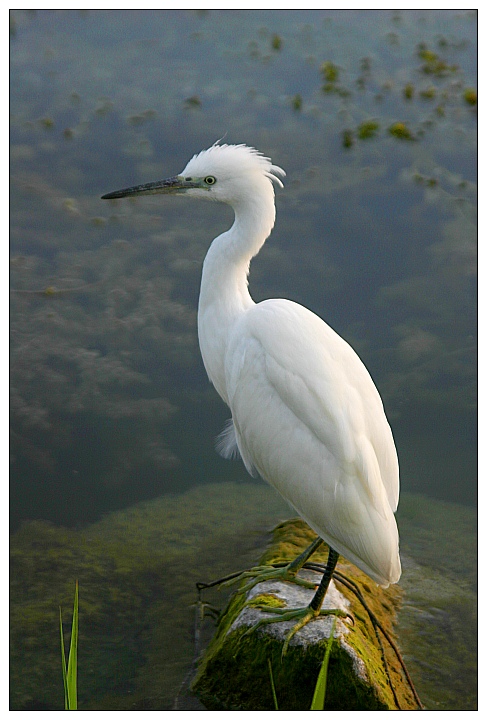 Seidenreiher - ND