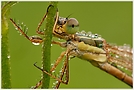 Südliche Binsenjungfer (Lestes barbarus)