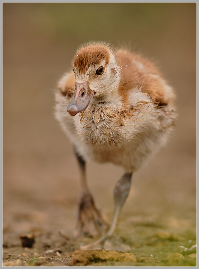Nilgans (Alopochen aegyptiacus)