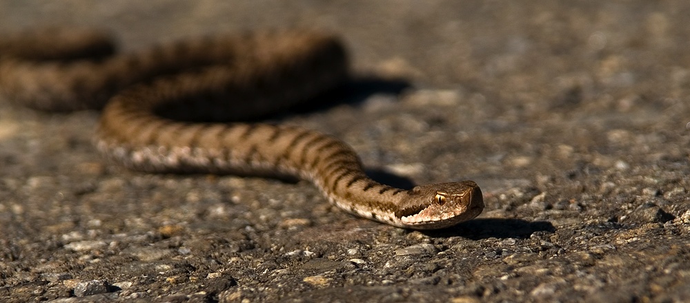 Aspisviper (Vipera aspis) ND