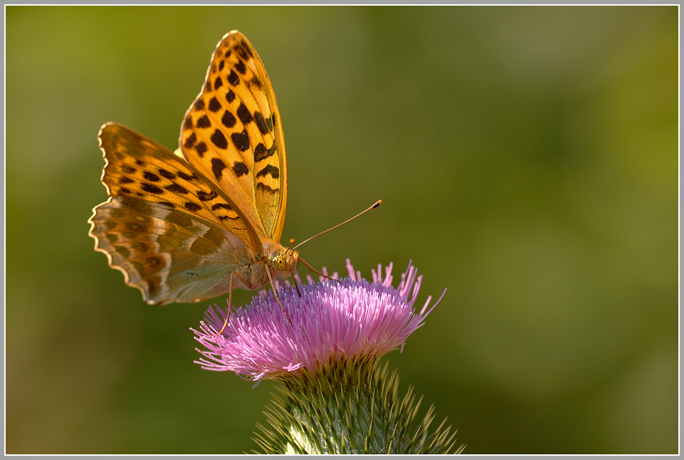 Kaisermantel (Argynnis paphia)