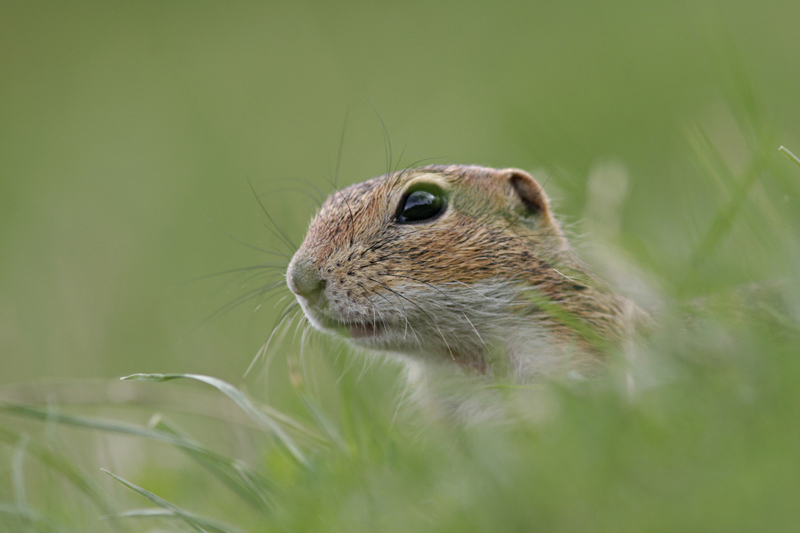 Ziesel Portrait