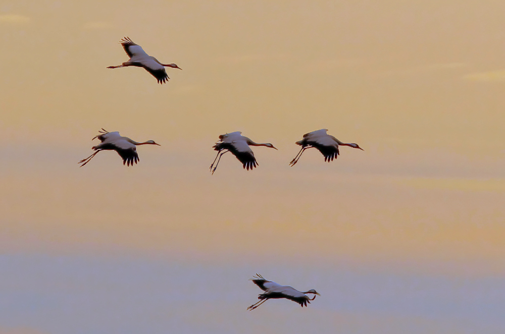 Kraniche im Flug  ND