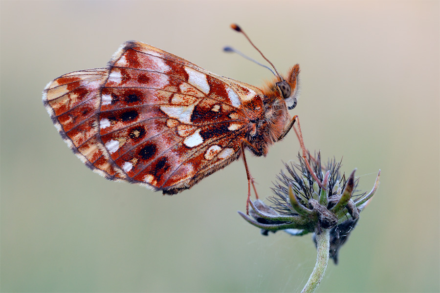 perlmutt velvia [ND]