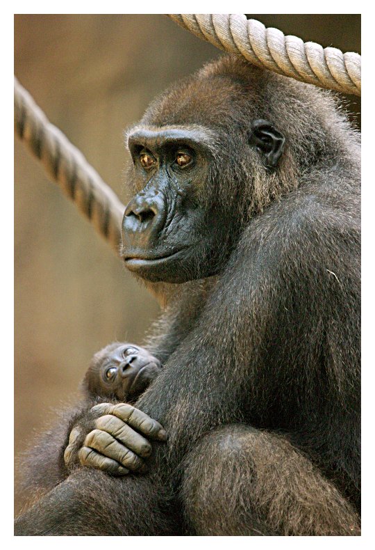 ZO: Nachwuchs bei den Flachlandgorillas