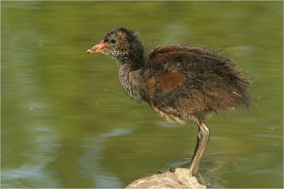 Junges Teichhuhn ND